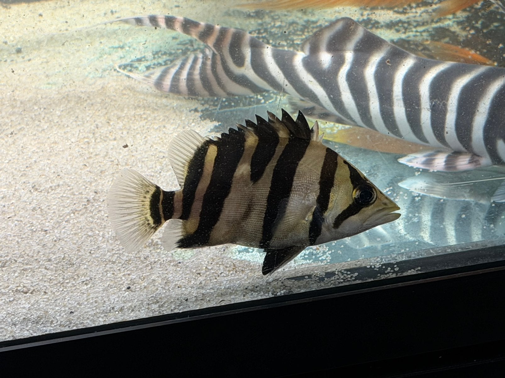 Datnioides microlepis tijgerbaars, Vis