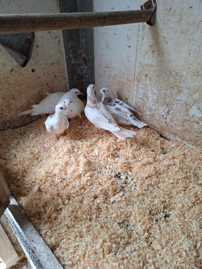 Tortelduiven in wit/witbont, Meerdere dieren, Overige soorten