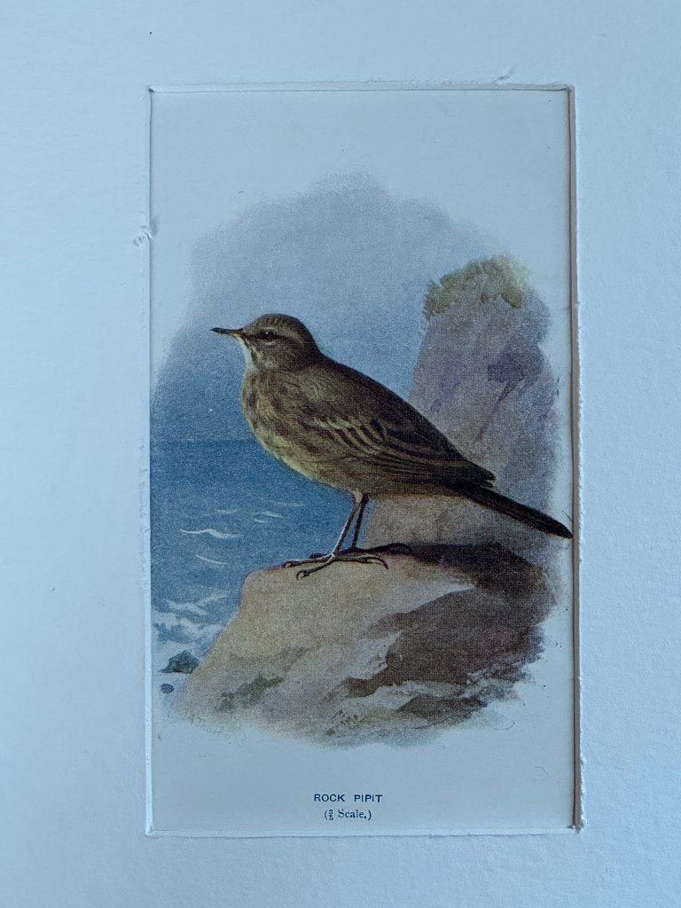 1901 - litho - Oeverpieper / Rock pipit / P0666-20, Ophalen of Verzenden, Ets, 1900 - 1949