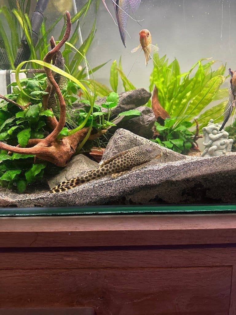 Prachtige Peckoltia Sabaji (L075/L124) Pleco – 12-15 cm, Dieren en Toebehoren, Vis, Zoetwatervis