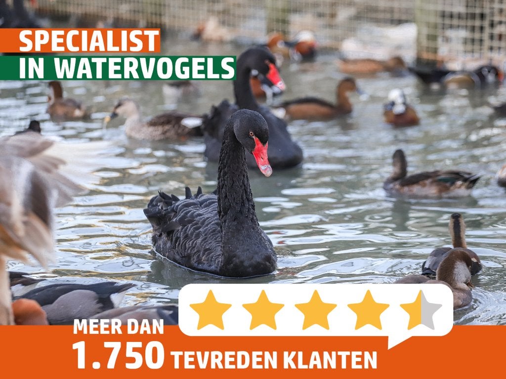 Zwarte zwanen | Jonge zwanen | Bijzondere dieren
