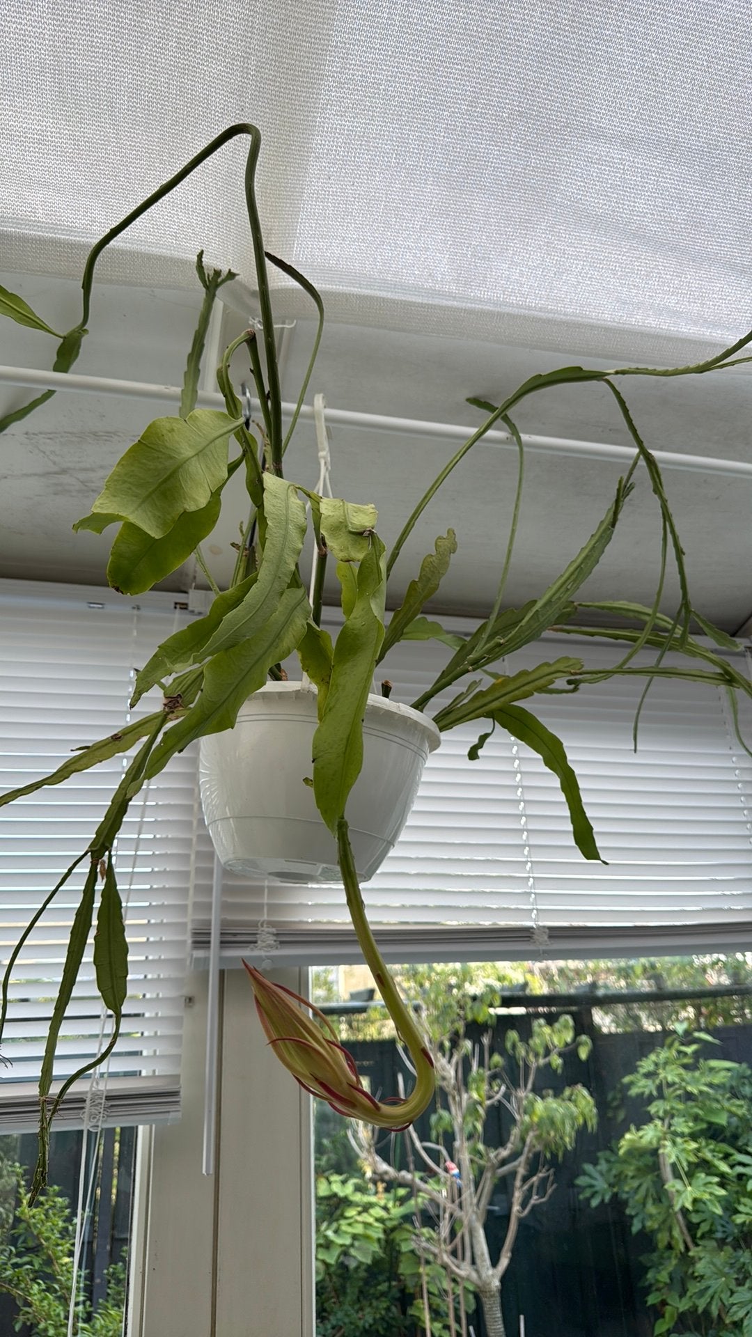 Epiphyllum Queen of the Night., Minder dan 100 cm, Bloeiende kamerplant, Halfschaduw, Ophalen of Verzenden