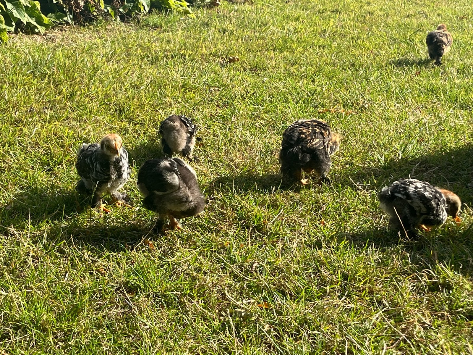 Cochin kriel kuikens te koop, Geslacht onbekend, Kip