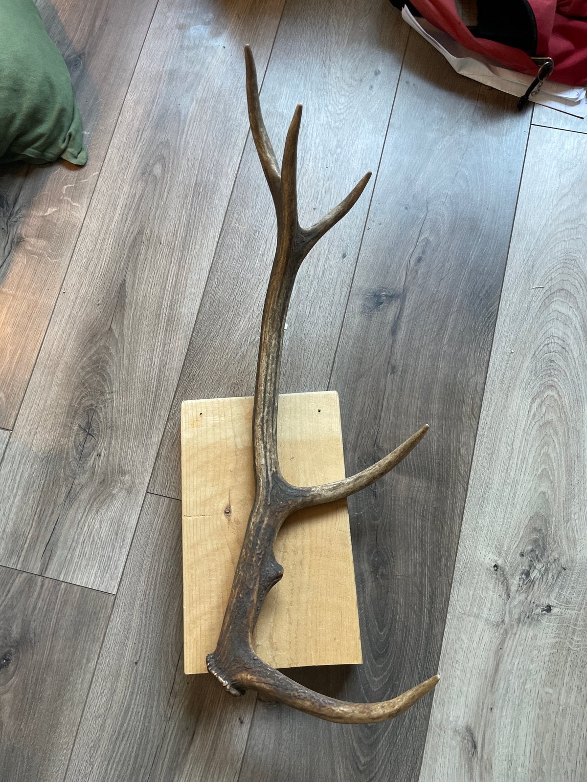 Origineel herten gewei - kapstok of decoratie, Ophalen, Gebruikt, Overige materialen, Wandkapstok