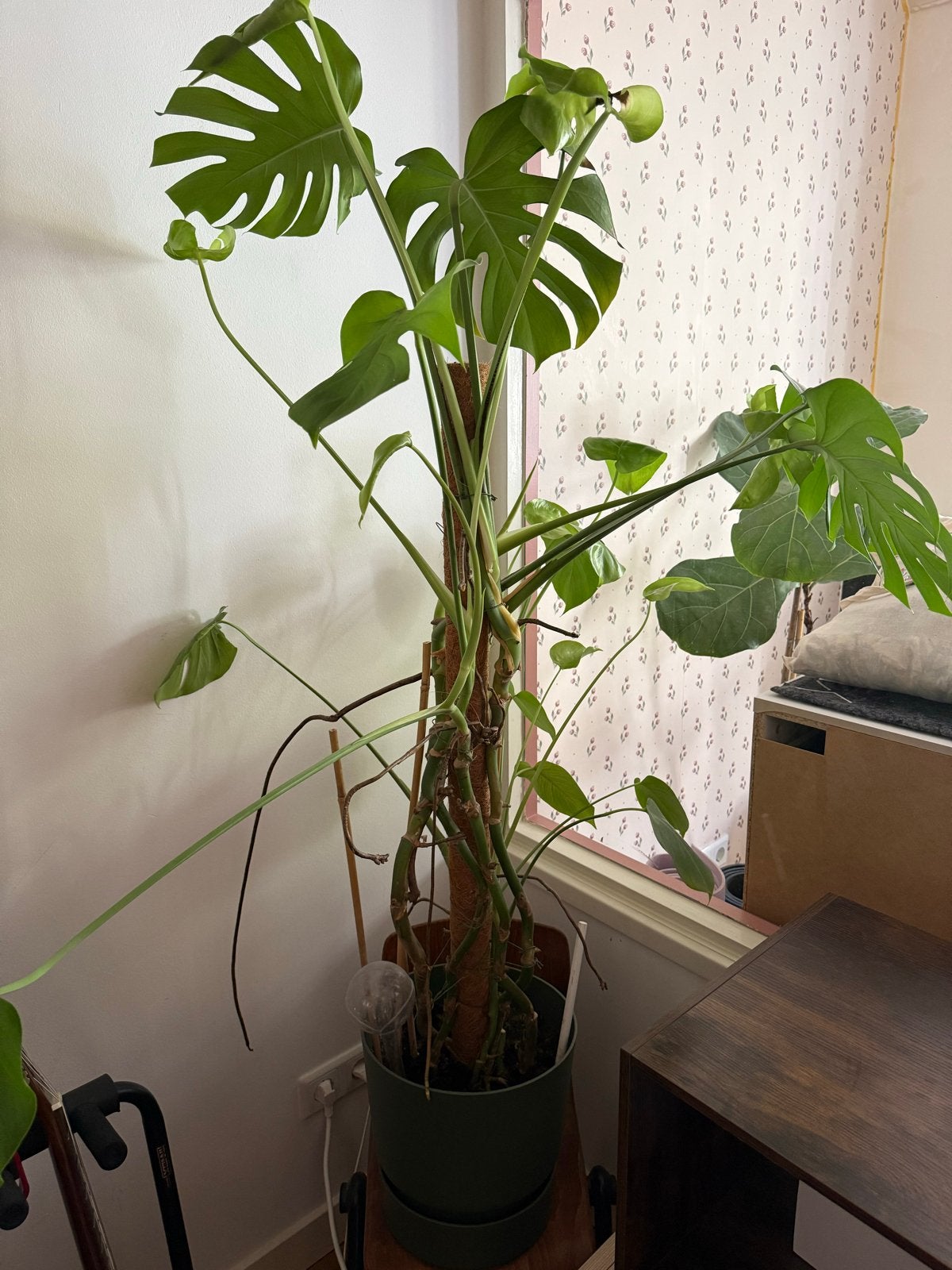 Grote Monstera plant inclusief pot - Ophalen in De Pijp, Vaste plant, Bloeit niet, Halfschaduw, Ophalen