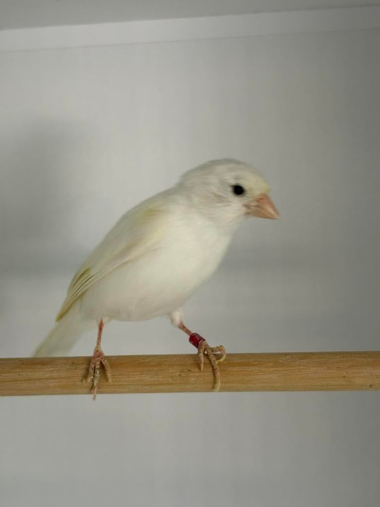 Te koop witte kanarie man, Dieren en Toebehoren, Meerdere dieren, Kleurkanarie