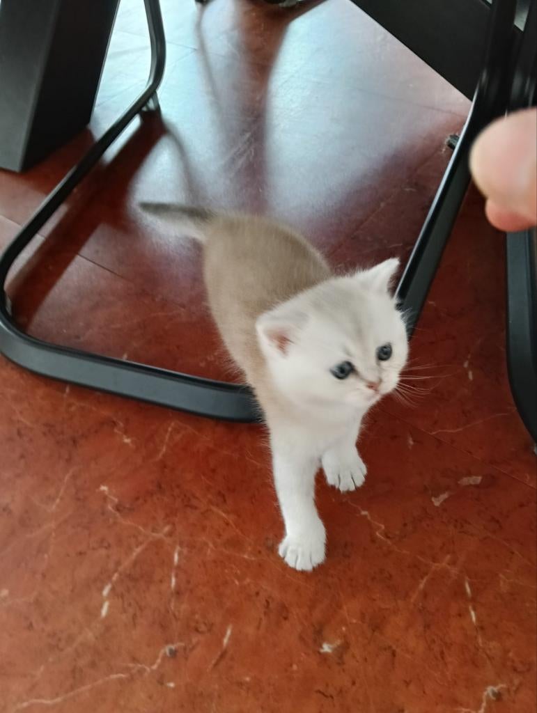 Raszuivere Britse Korthaar Kittens., Dieren en Toebehoren, Katten en Kittens | Raskatten | Korthaar, Meerdere dieren