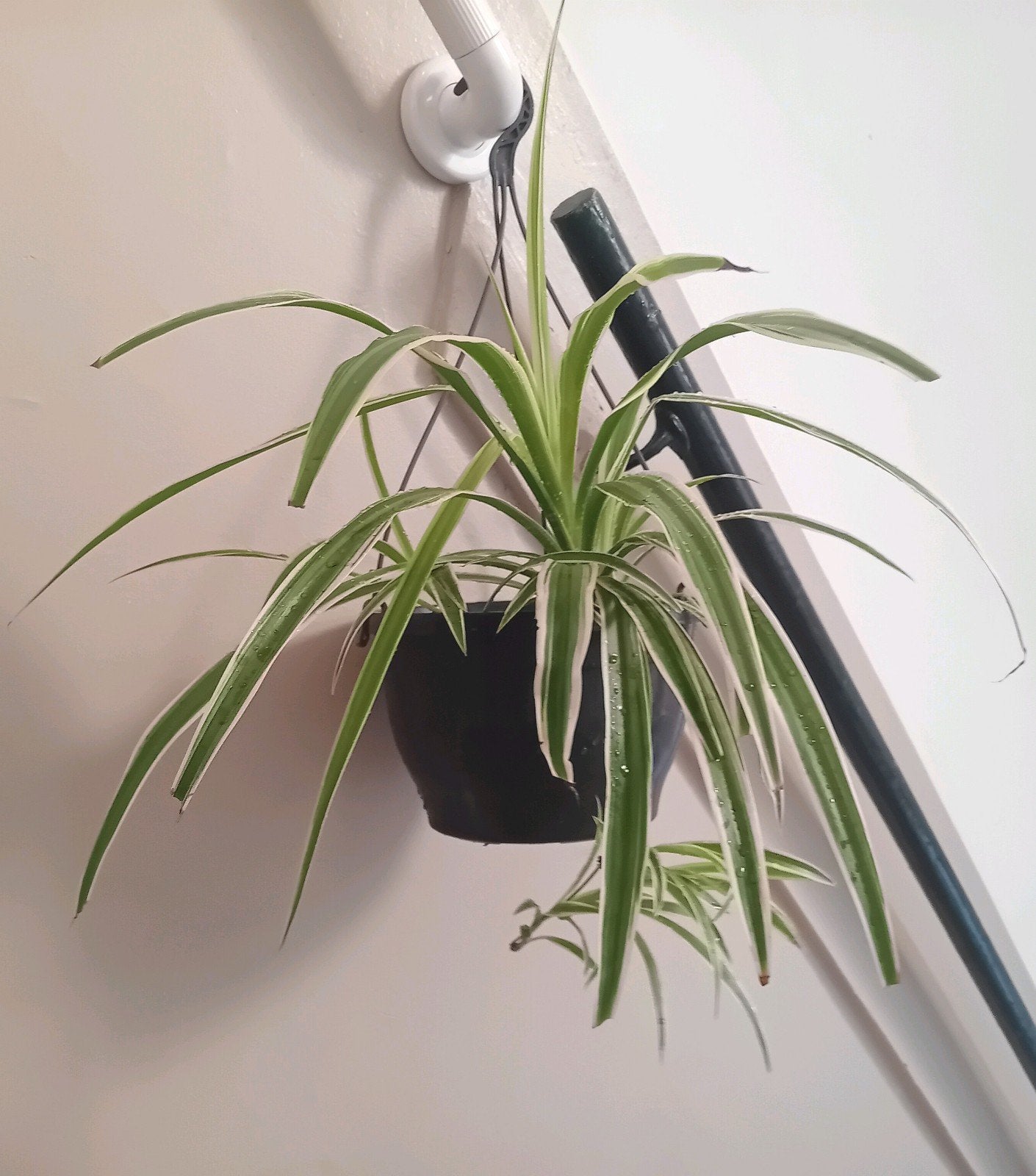 Kamerplant 40cm graslelie      evt met hangpot, Huis en Inrichting, Kamerplanten, Ophalen, Overige soorten, Halfschaduw, In pot