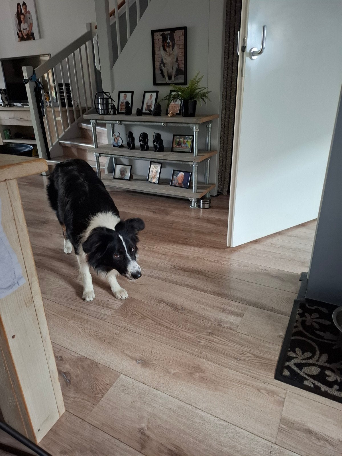 te koop 150 euro  border collie we willen een goed tehuis, Dieren en Toebehoren, Honden | Herdershonden en Veedrijvers, Reu, 1 tot 2 jaar