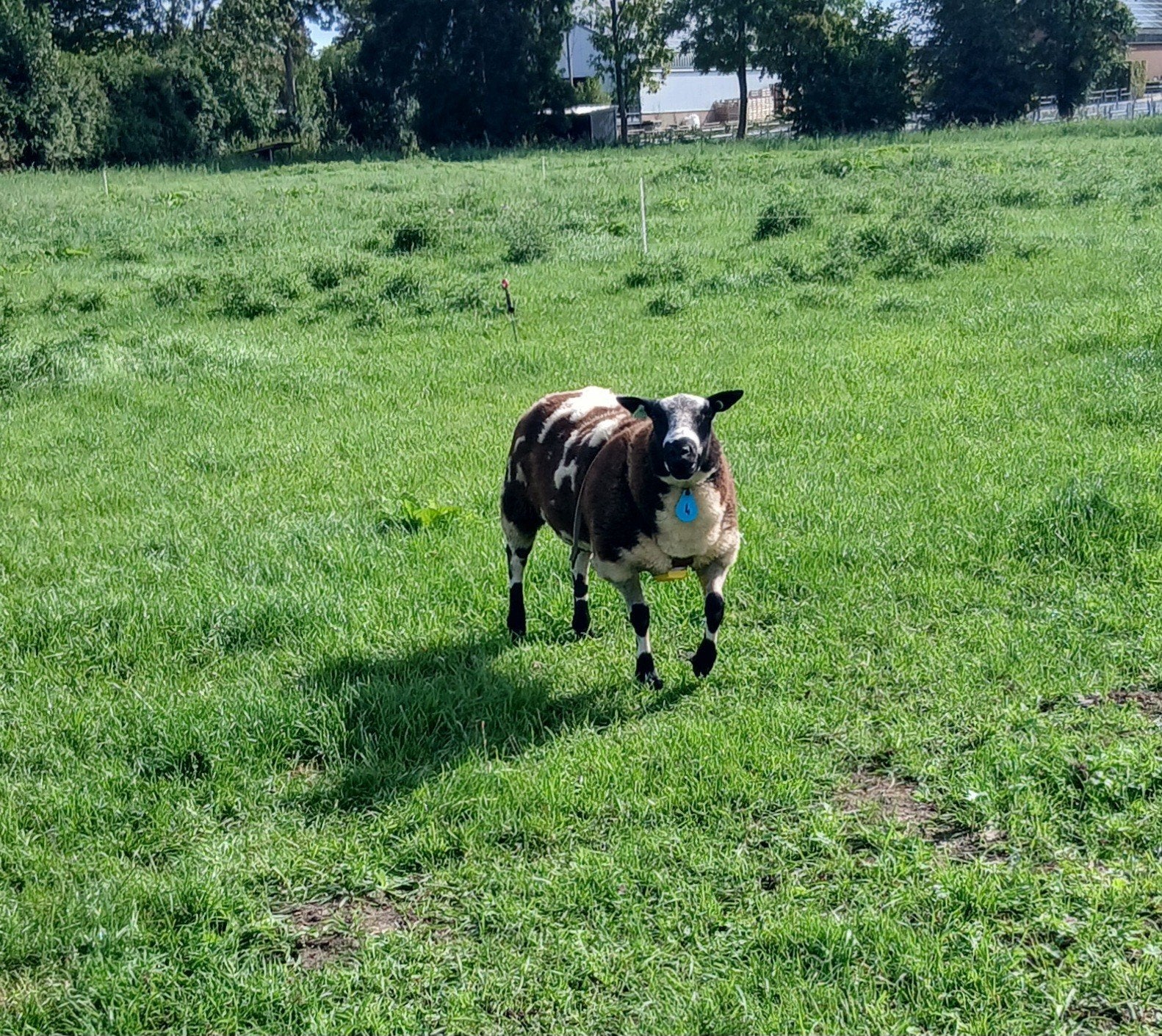 overjarigen bonte dekram, Dieren en Toebehoren, Mannelijk, Schaap, 0 tot 2 jaar