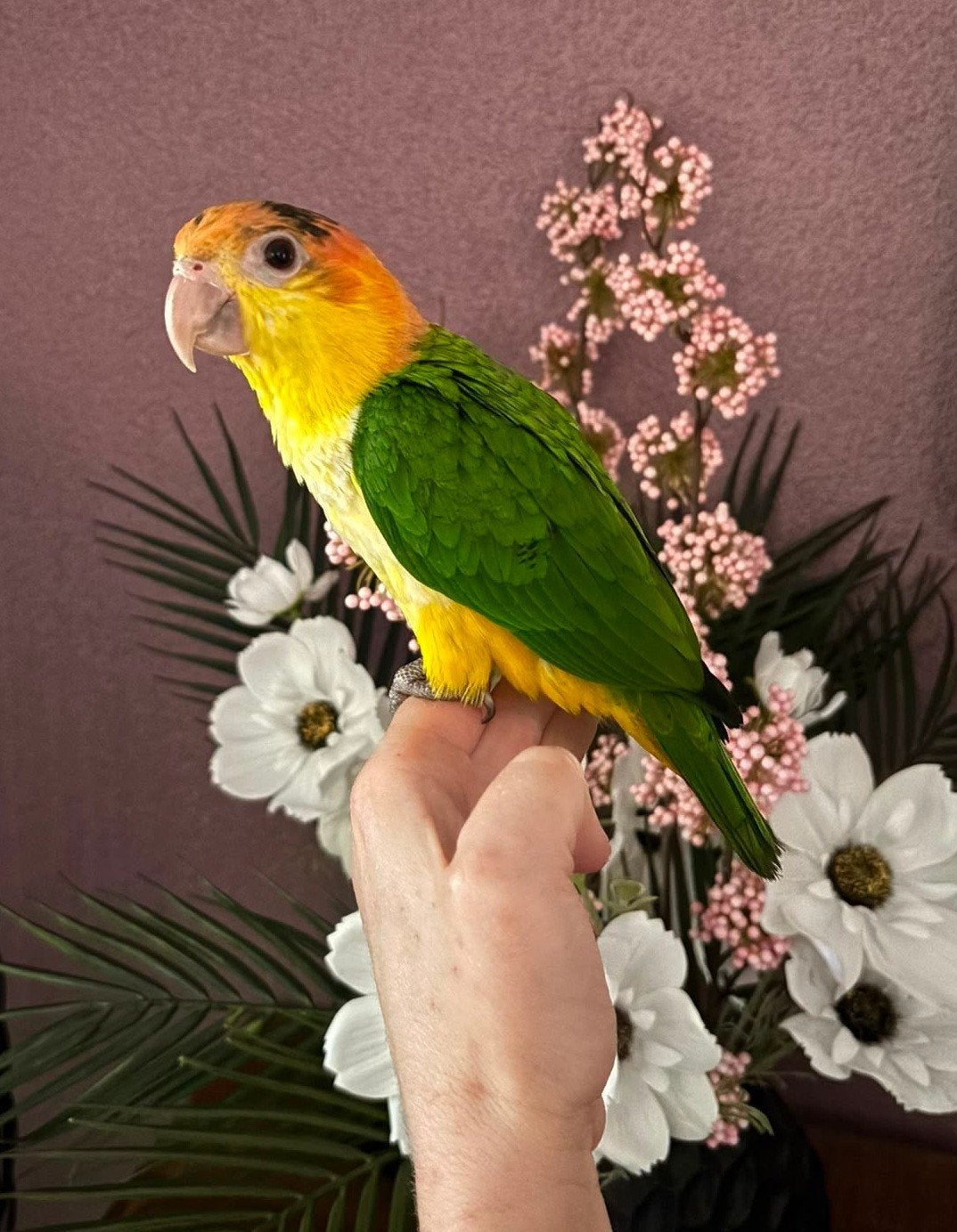 Prachtige roestkop caique man 2026, Dieren en Toebehoren, Vogels | Parkieten en Papegaaien, Mannelijk, Papegaai, Tam