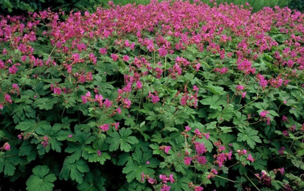 Geranium ooievaarsbek Bodembedekker, vaste plantroze bloemen, Vaste plant, Halfschaduw, Zomer, Ophalen