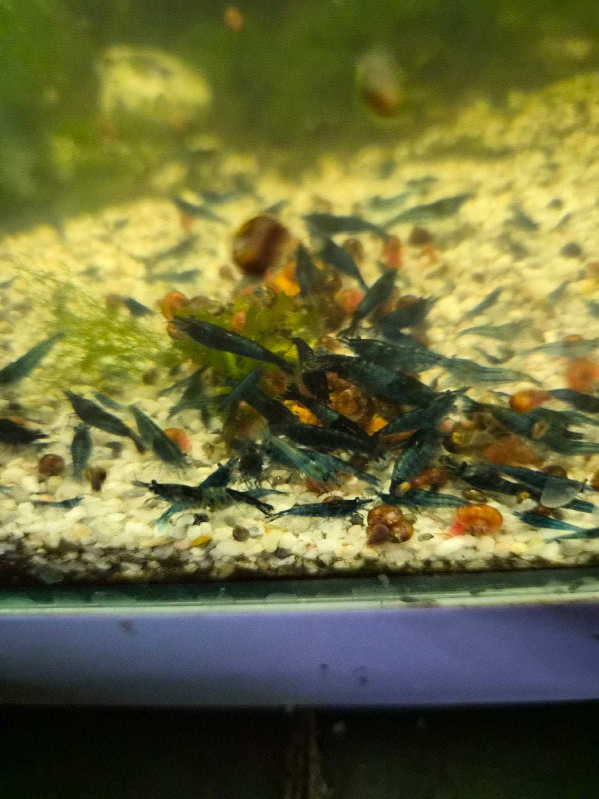 Aquarium vissen/garnalen, Zoetwatervis