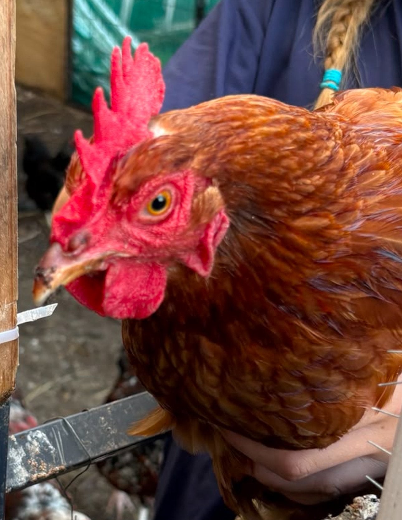 Mooie haan te koop, Dieren en Toebehoren, Pluimvee, Mannelijk, Kip