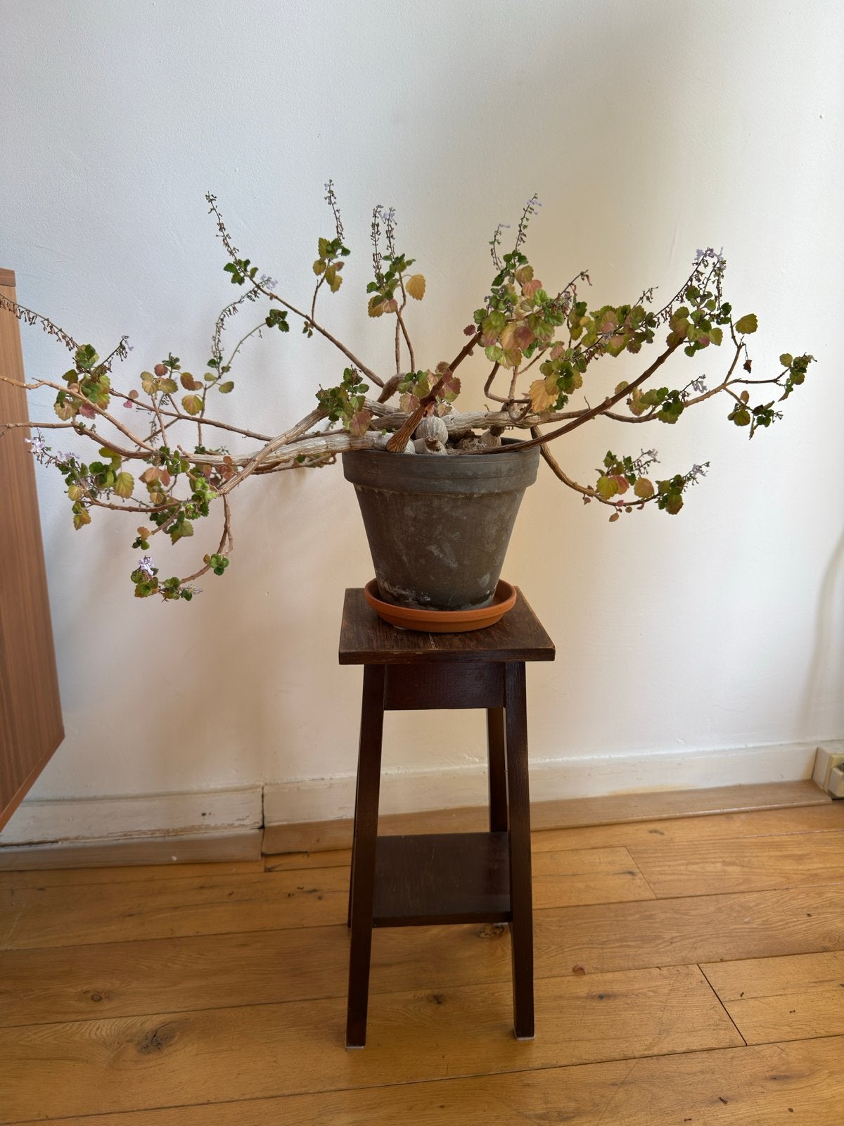Leuke kleine plantentafel - Houten bijzettafel, Minder dan 45 cm, Minder dan 55 cm, Gebruikt, Vierkant