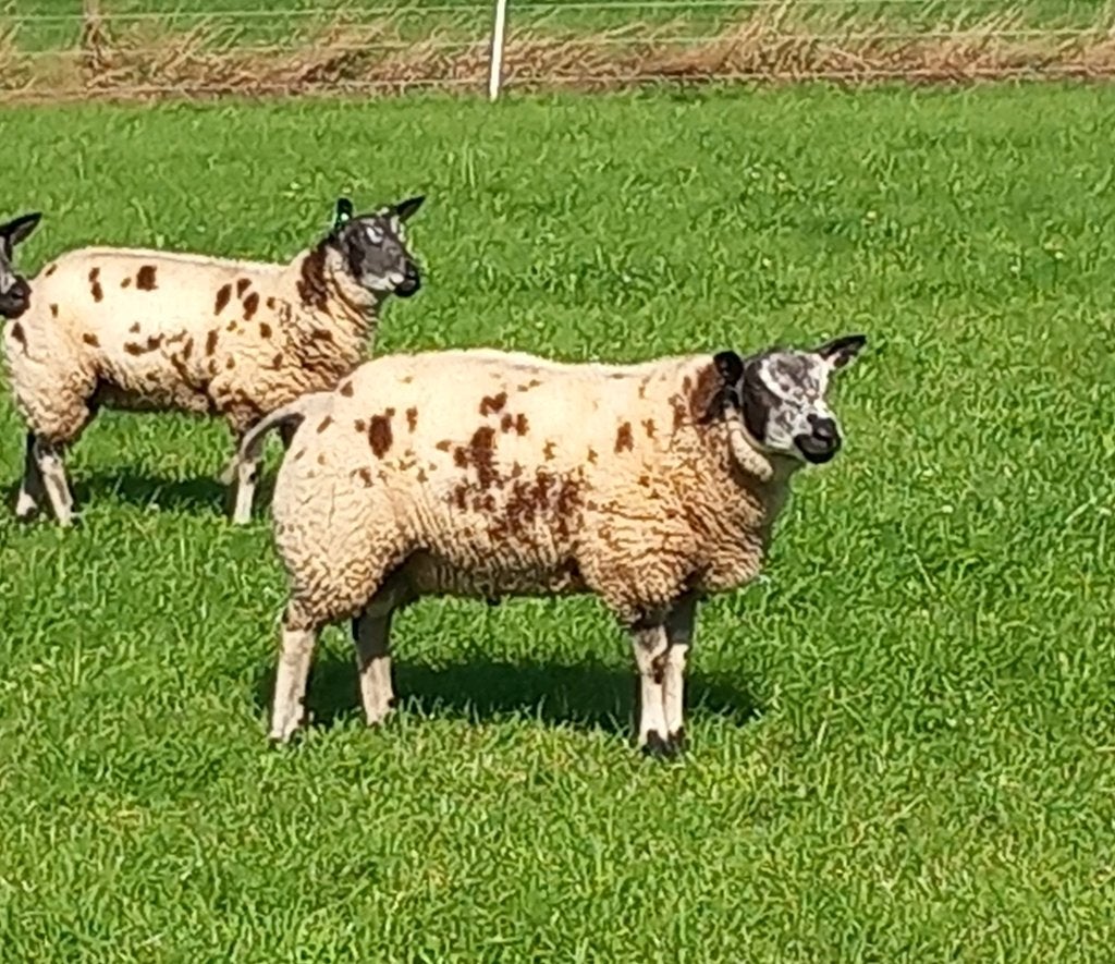 te koop bonte rammen, Meerdere dieren, Schaap, 0 tot 2 jaar