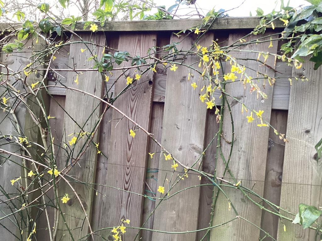 Tuinplanten, Tuin en Terras, Planten | Tuinplanten, Ophalen, Overige soorten, Volle zon