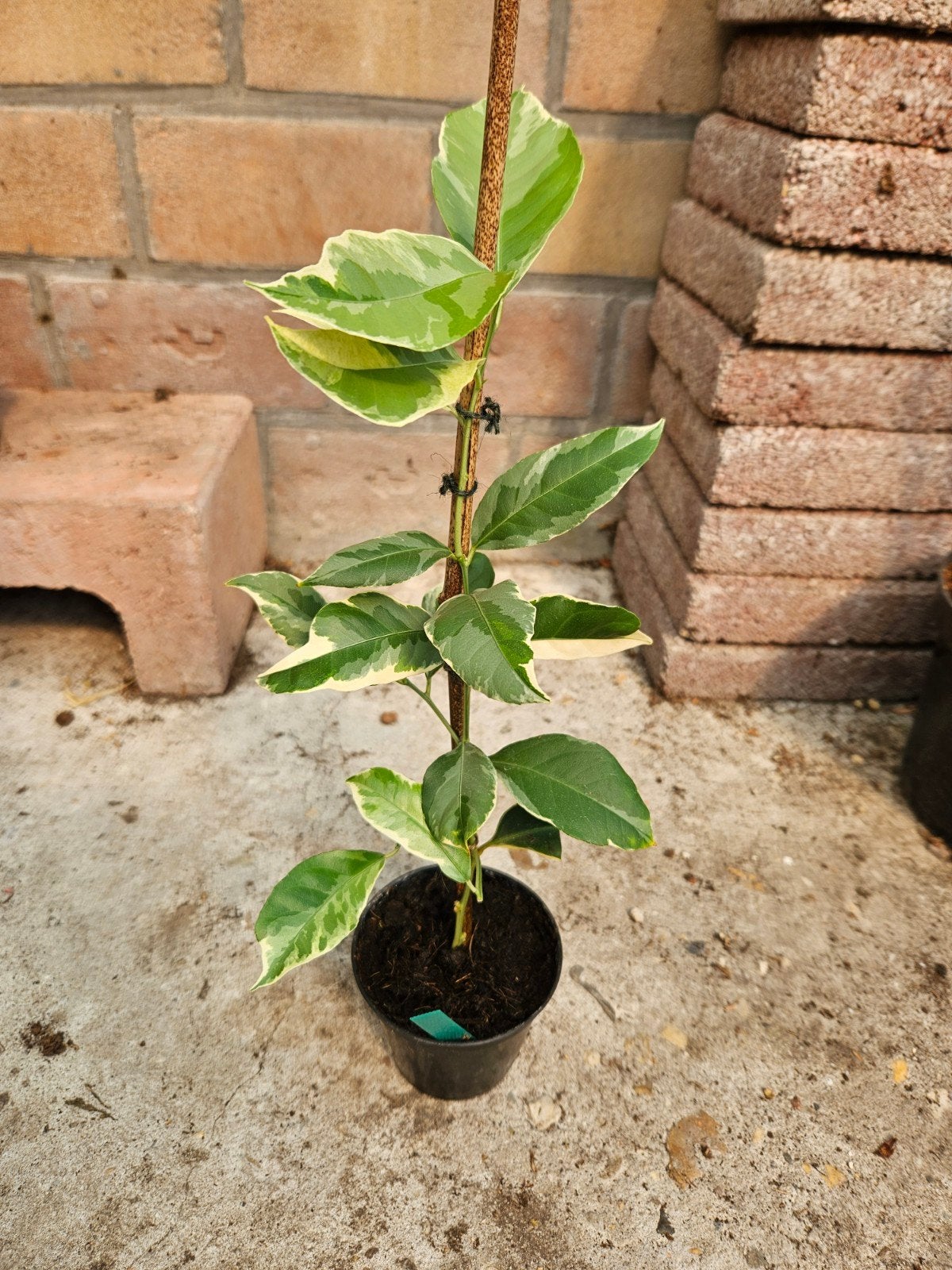 Citrus limon  variegata, Ophalen, Minder dan 100 cm, Overige soorten, Lente