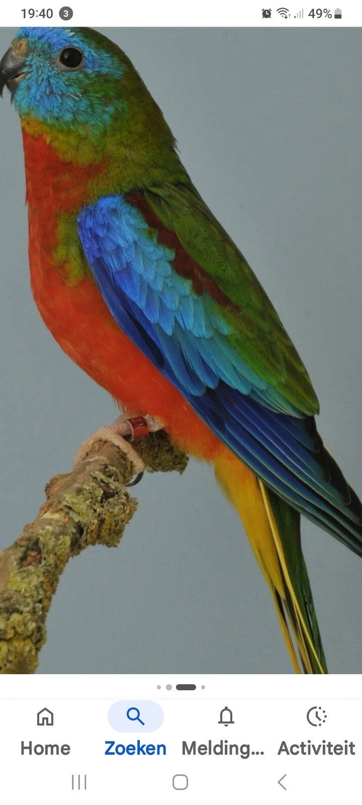 Roodbuik turquoisine gevraagd, Meerdere dieren, Parkiet