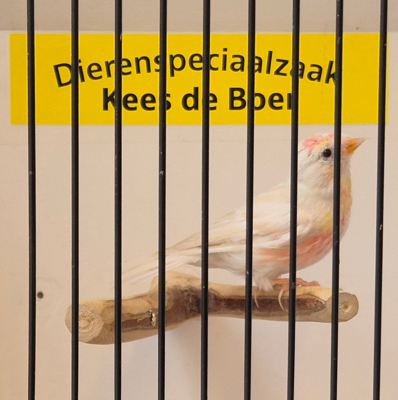 Barmsijs man, Dieren en Toebehoren, Vogels | Overige Vogels, Mannelijk, Geringd
