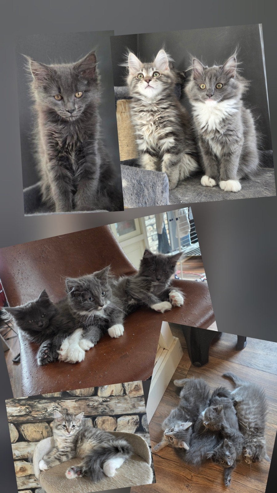 Maincone ragdoll kittens, Dieren en Toebehoren, Meerdere dieren, Ontwormd, 0 tot 2 jaar