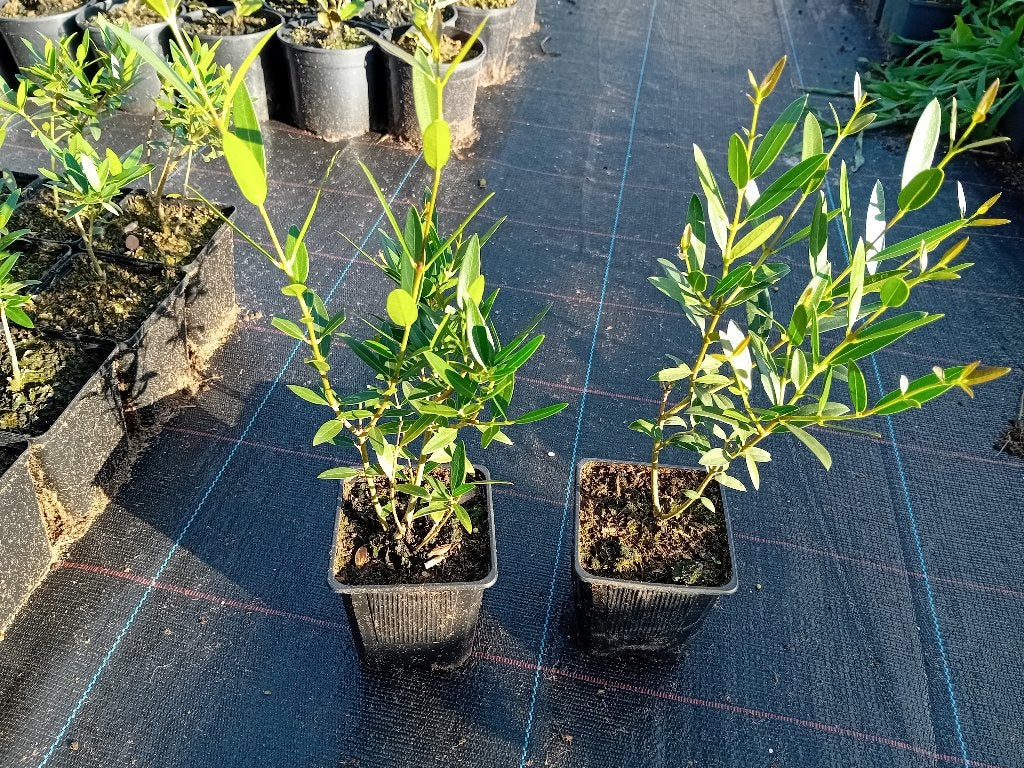 Phillyrea Angustifolia, Tuin en Terras, Planten | Struiken en Hagen, Ophalen, Overige soorten, Minder dan 100 cm