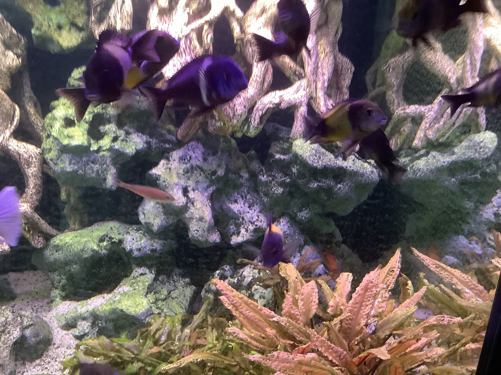Tropheus, Dieren en Toebehoren, Vissen | Aquariumvissen, Vis, Zoetwatervis, Schoolvis
