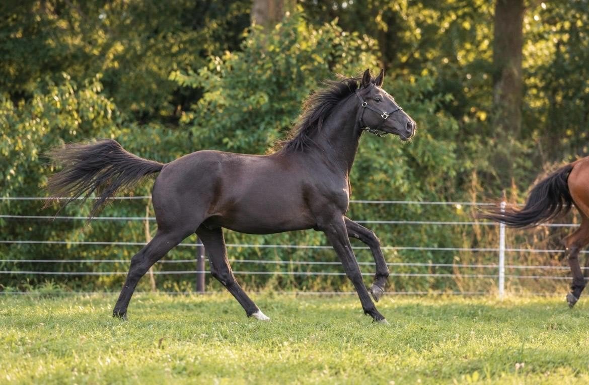 2,5 jarige ruin (Nashville Star  Le Formidable), Dieren en Toebehoren, Met stamboom, Ruin, Dressuurpaard, 3 tot 6 jaar