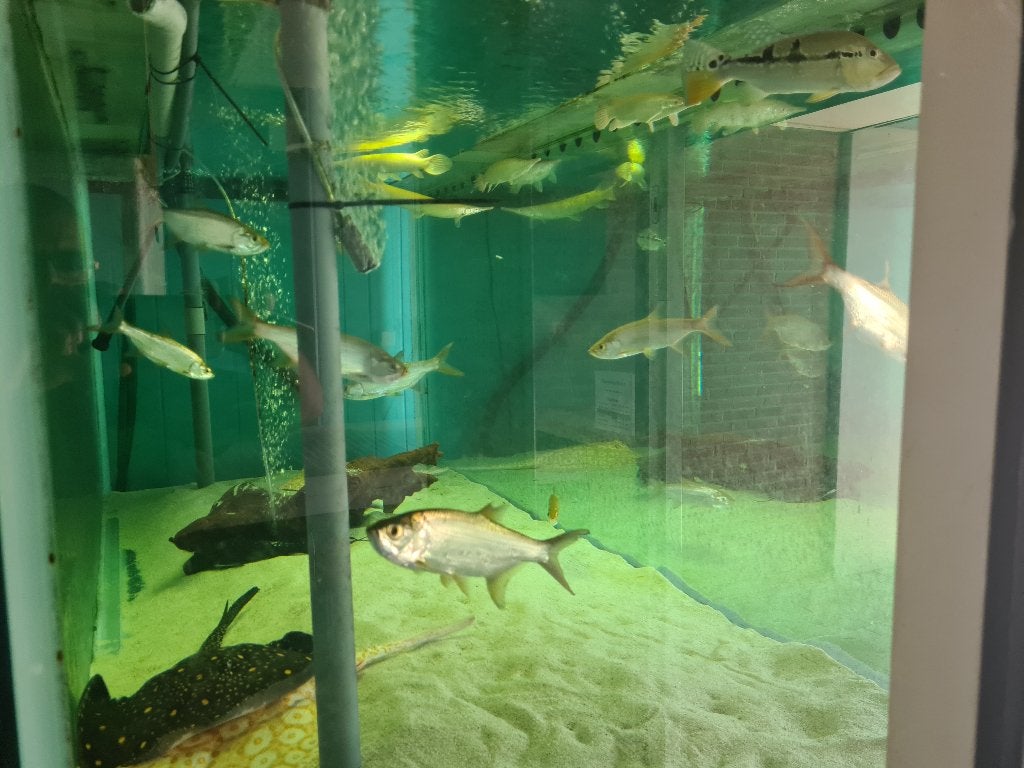 Tarpon, Trapoen (Suriname), Megalops Atlanticus, zoetwater, Vis, Zoetwatervis