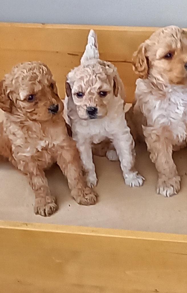 Mini lobradoodle, Parvo, 8 tot 15 weken, Meerdere, Meerdere dieren
