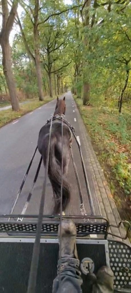 Leuke pony gereden en betuigd, Ruin, E pony (1.48m - 1.57m), Met stamboom, 7 tot 10 jaar