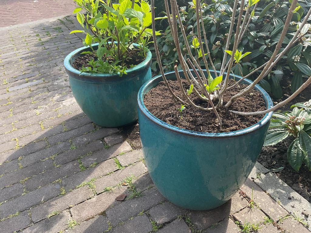 Twee Geglazuurde Tuinpotten met pluimhortensia’s., Tuin en Terras, Bloembakken en Plantenbakken, Ophalen, Steen, Rond, Zo goed als nieuw