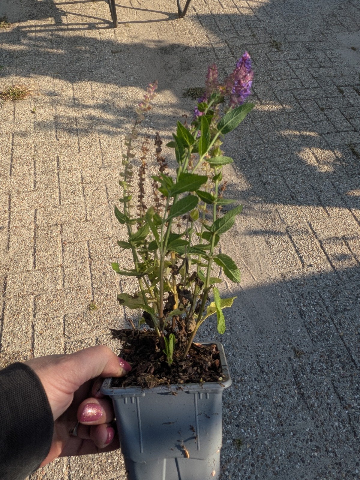 Salvia Ost Friesland - Prachtige Vaste Plant, Overige soorten, Volle zon, Vaste plant, Ophalen of Verzenden