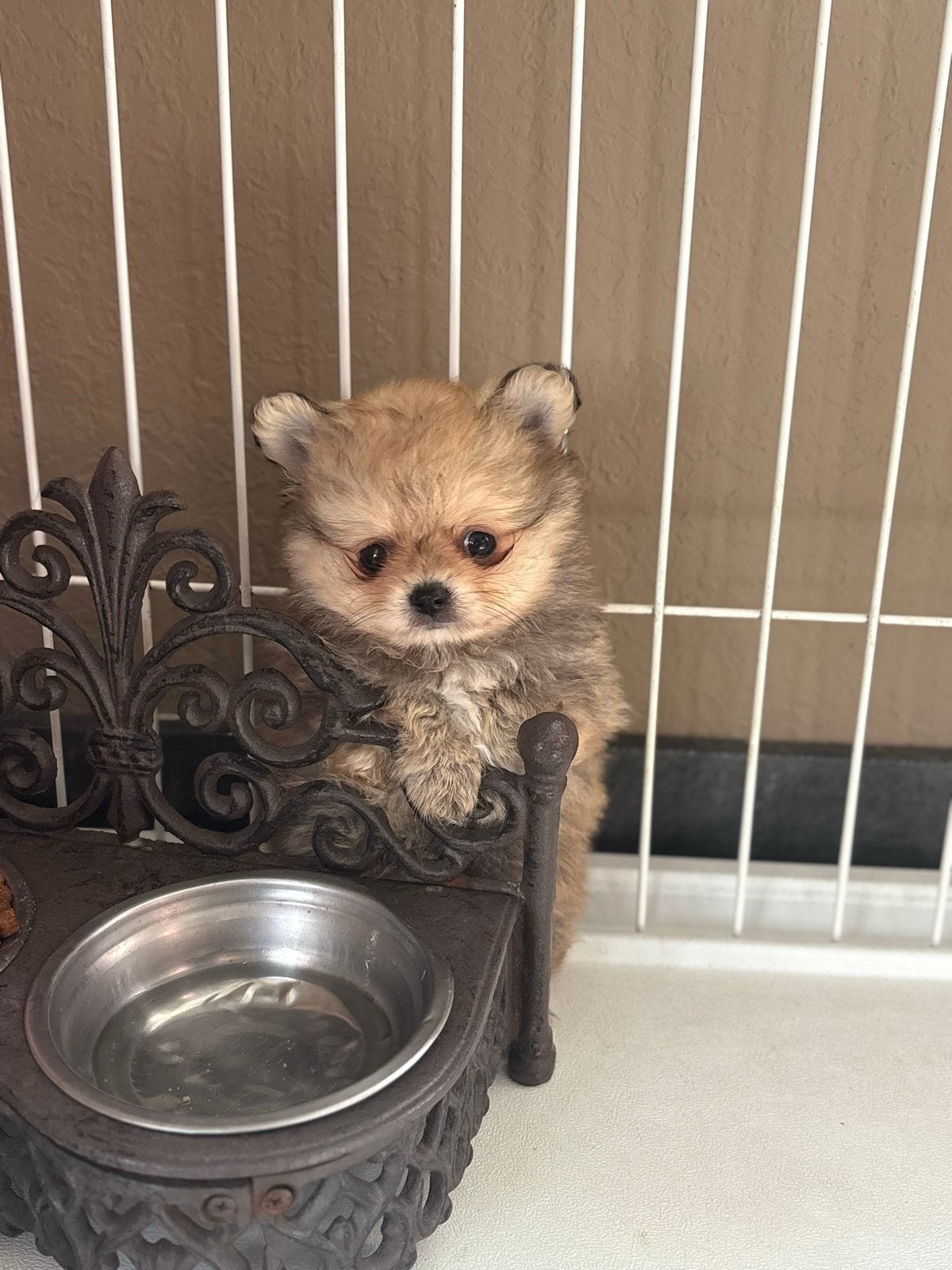 Prachtige pompchi pup reu (bearface), CDV (hondenziekte), 8 tot 15 weken, Eén hond, Nederland