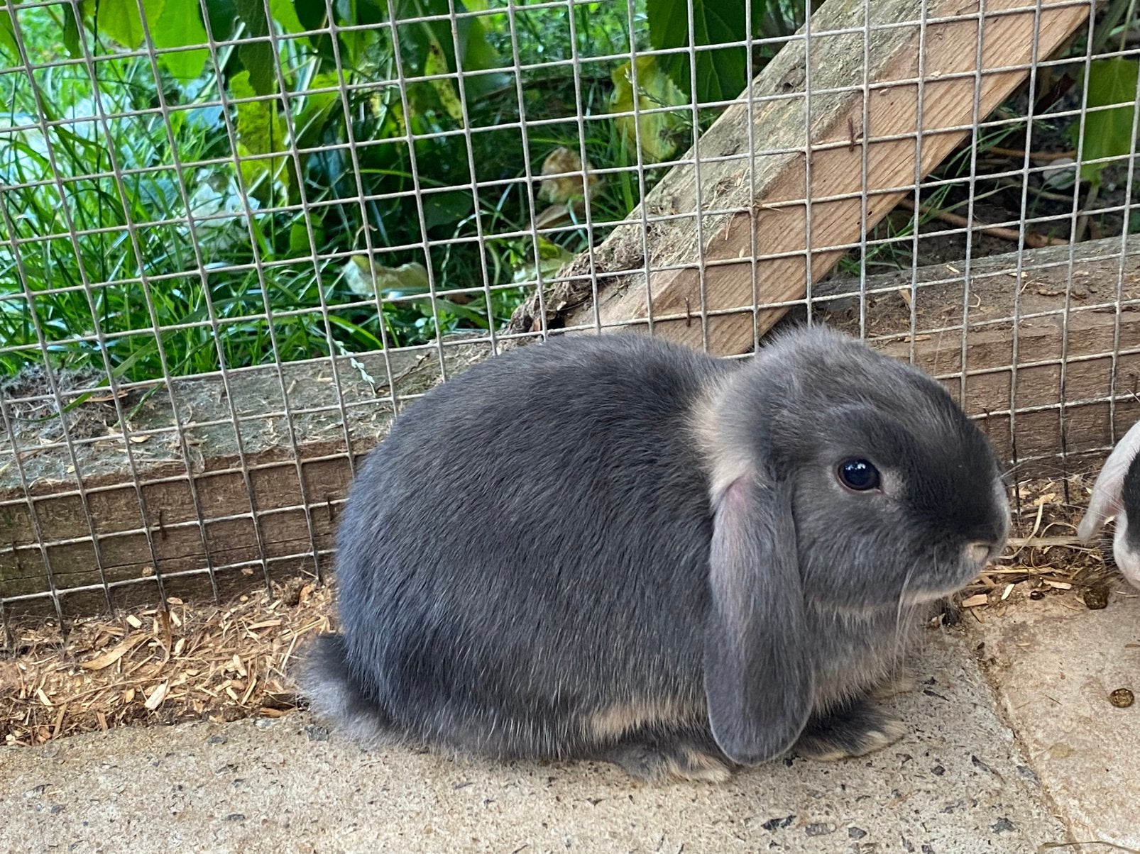 Nog 3 lieve Dwerghangoor konijntjes, Dieren en Toebehoren, Konijnen, Meerdere dieren, Dwerg