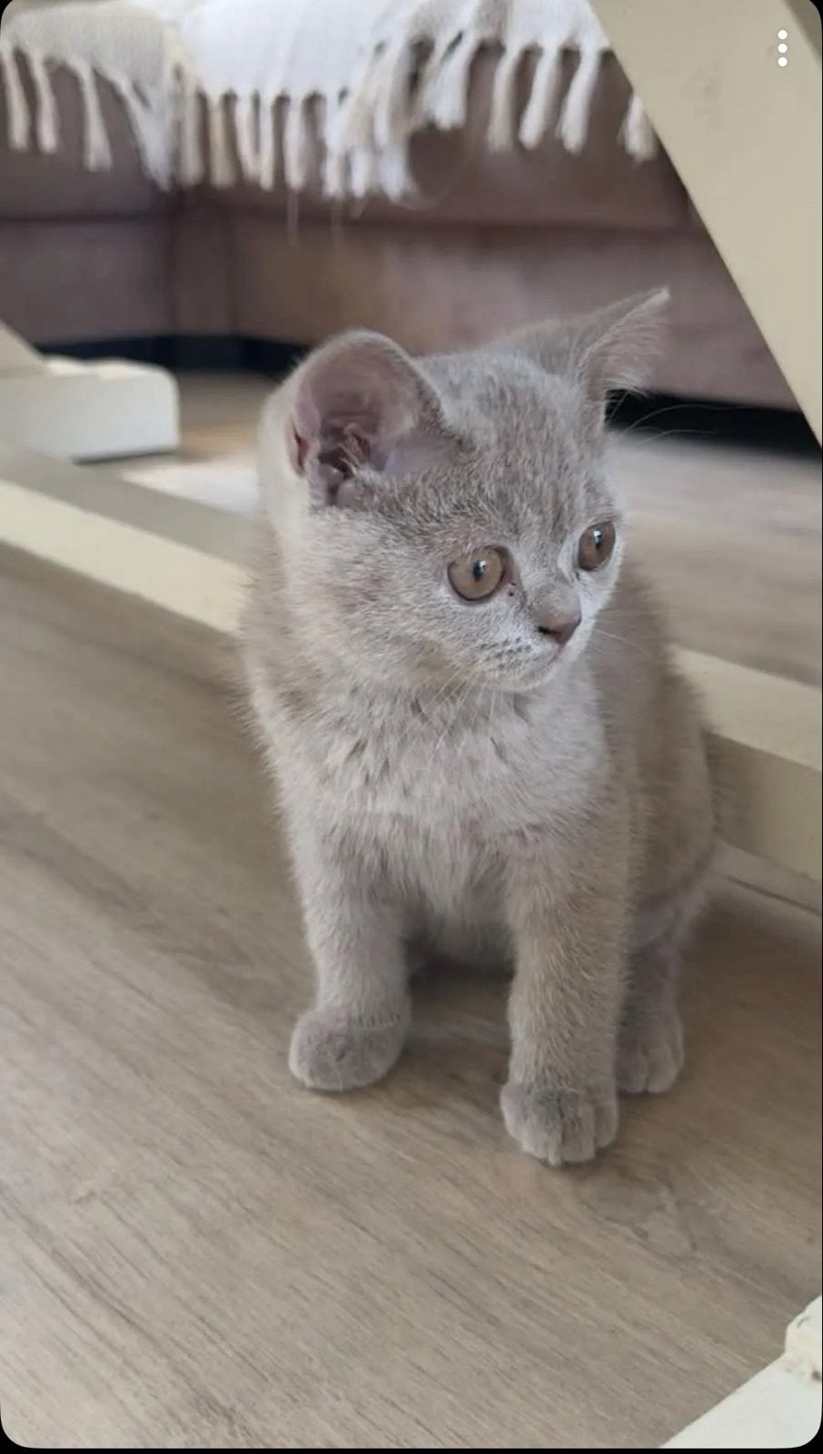 Britse Korthaar Kater kitten, Kater, Kortharig, 0 tot 2 jaar
