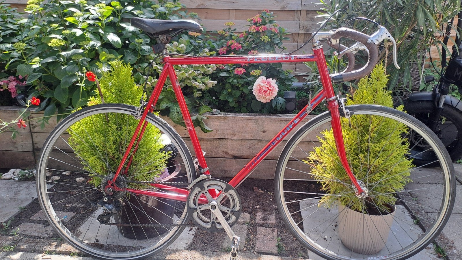 Mooie Peugeot Racefiets, Fietsen en Brommers, Fietsen | Oldtimers, 59 cm of meer, Ophalen