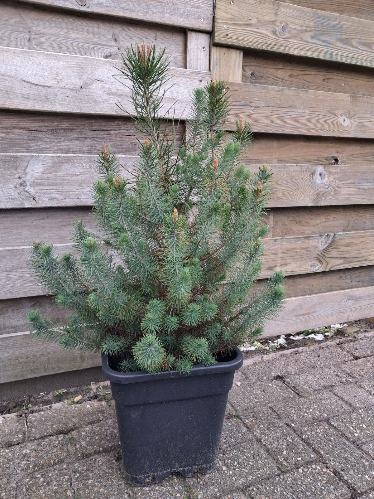 Pinus Pinea, Overige soorten, 100 tot 250 cm, Zomer, Ophalen