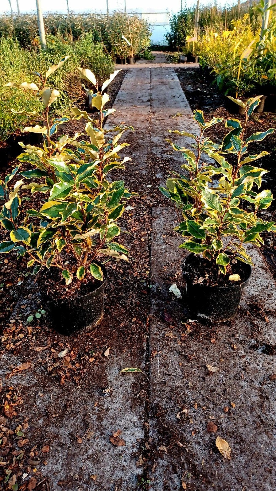 Elaeagnus ebbingei 'Viveleg' 🌿 bonte olijfwilg🌿 haagplant, Ophalen, Overige soorten