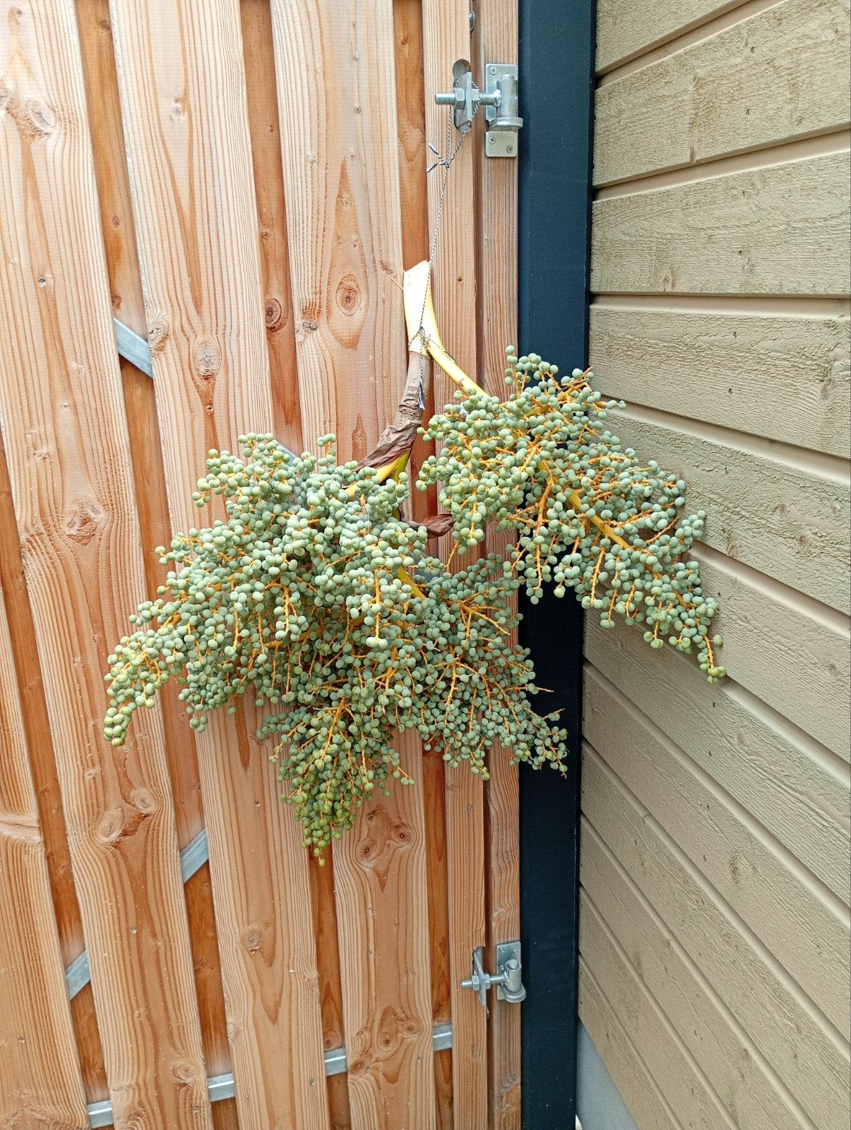 Grote dadel takken, Tuin en Terras, Bloeit niet, Overige soorten, Minder dan 100 cm, Ophalen