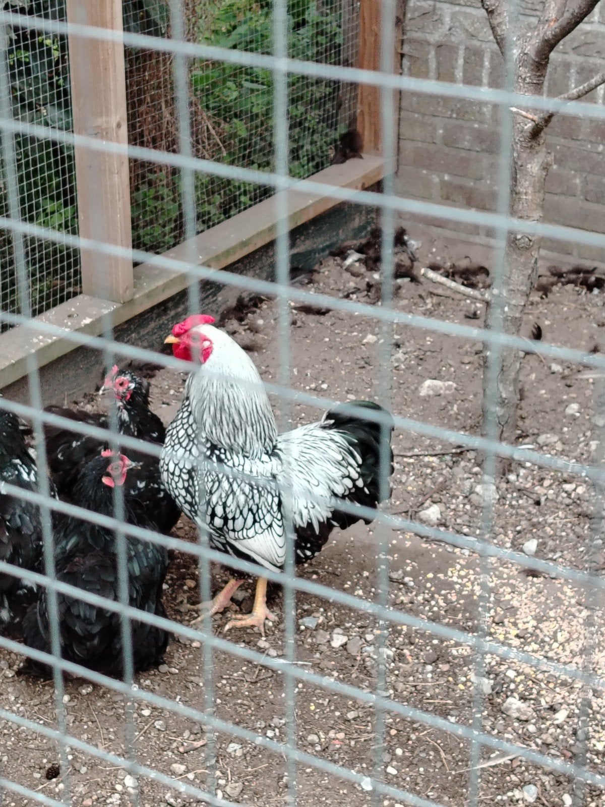 wyandotte haan, Dieren en Toebehoren, Pluimvee, Mannelijk, Kip