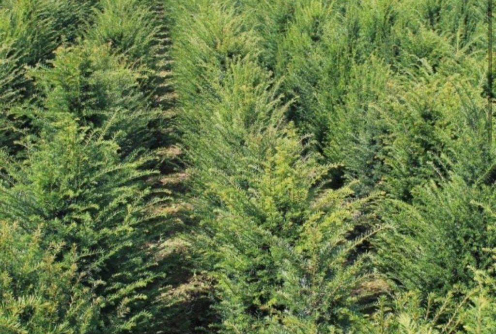 Taxus baccata 100-120cm hoog, Ophalen, Taxus, Haag, 100 tot 250 cm