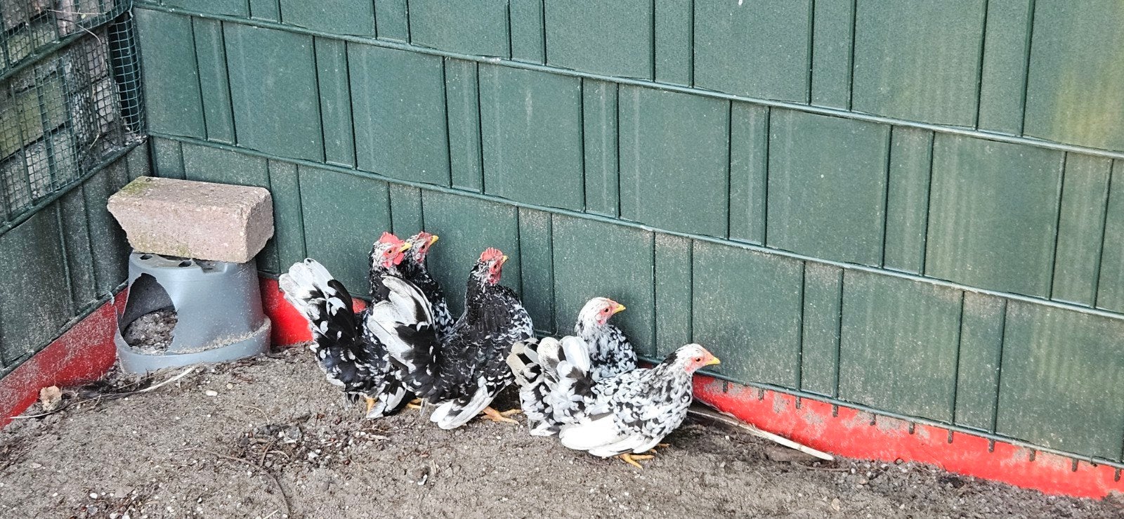 Chabo kippen, Dieren en Toebehoren, Pluimvee, Meerdere dieren, Kip