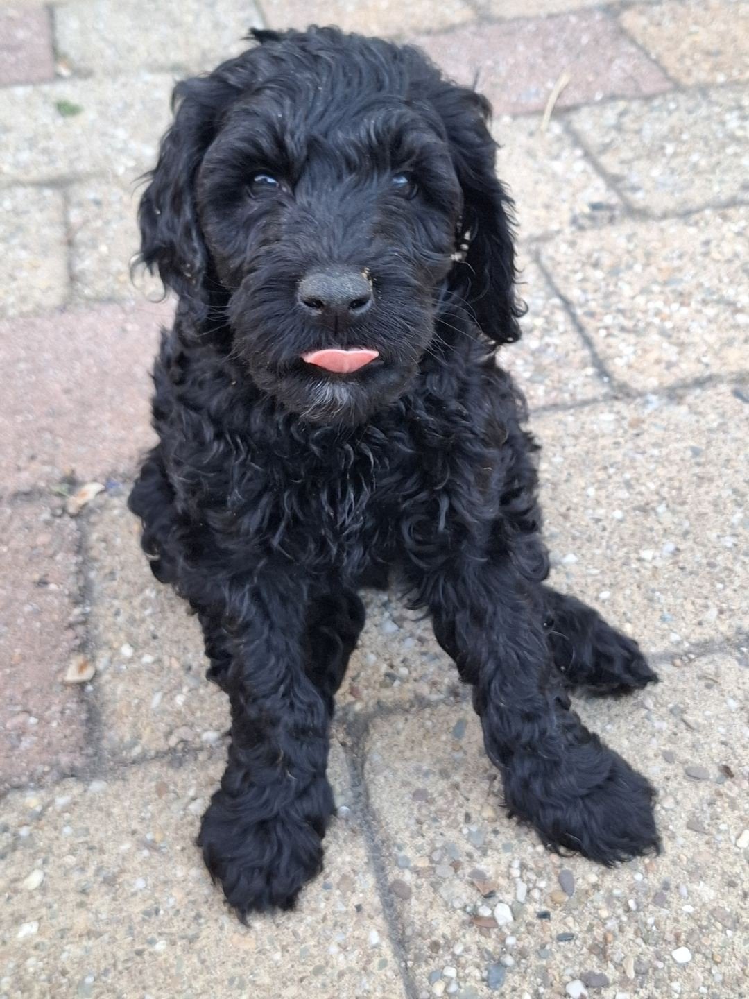 Labradoodle pups: multigen,lief&sociaal mogen het nest uit, Overige rassen, 8 tot 15 weken, Parvo, Meerdere