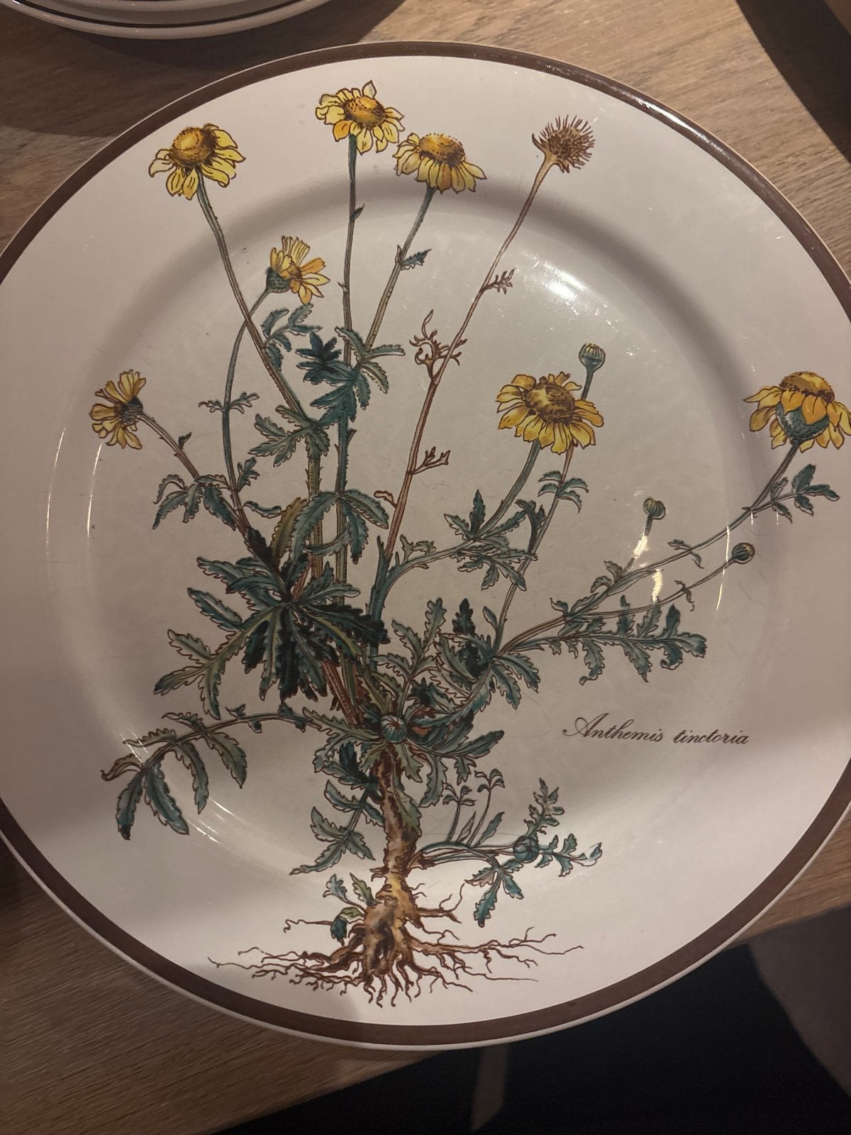 6 Villeroy & Boch Botanica dinerborden 24 cm, Gebruikt, Villeroy & Boch, Ophalen of Verzenden, Bord(en)
