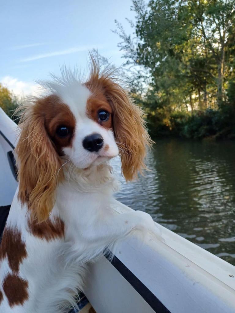 Cavalier King Charles spaniel dekreu./ niet te koop!!! /, Reu, 1 tot 2 jaar, Parvo, Eén hond
