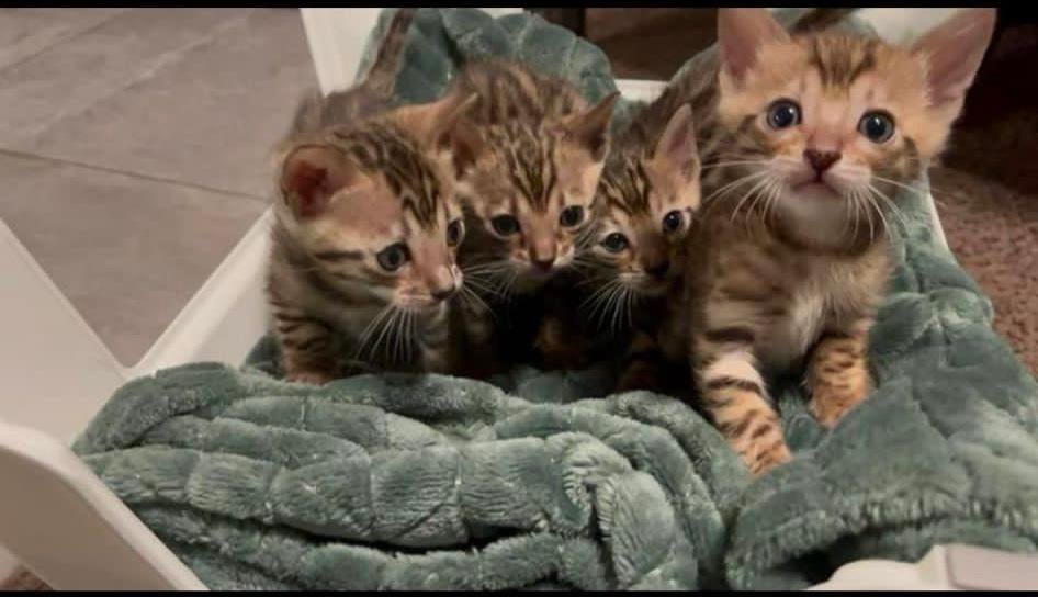 Bengaalse kat, Dieren en Toebehoren, Meerdere dieren, 0 tot 2 jaar