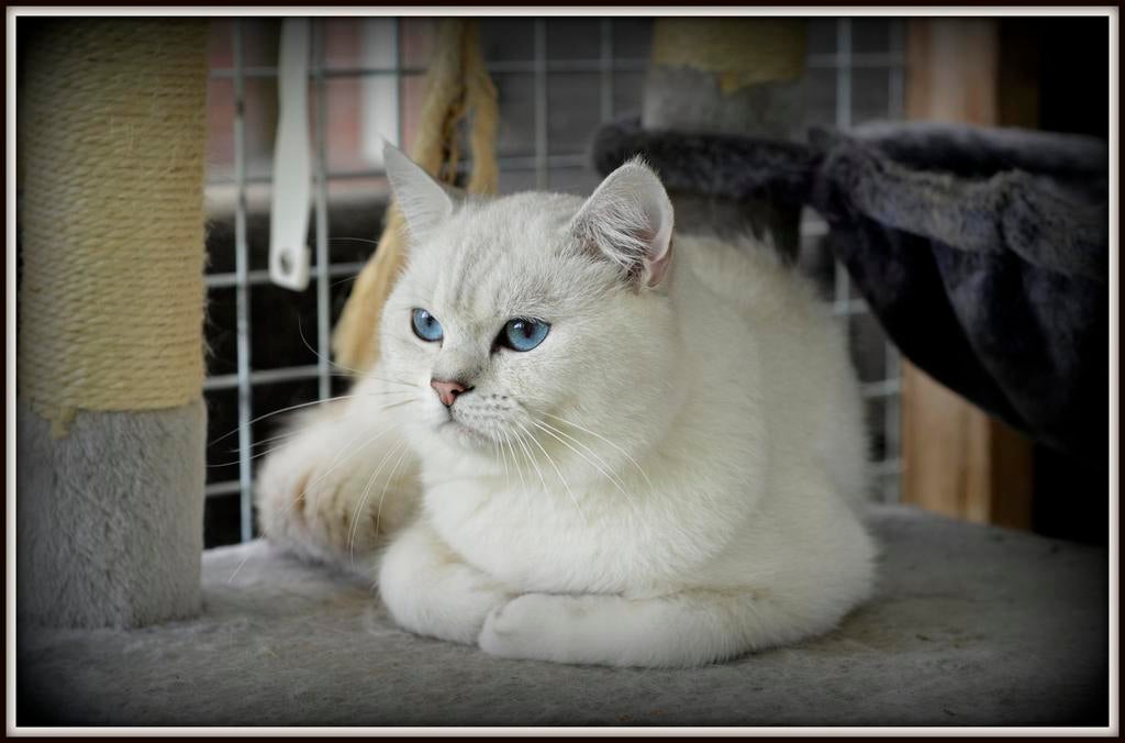 Prachtige britse korthaar dekkater