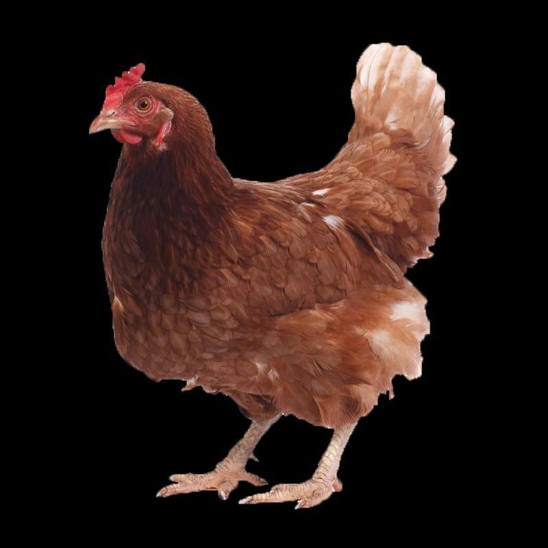 JONGE BRUINE LEGHENNEN. INNAME OUDE MOGELIJK, Dieren en Toebehoren, Vrouwelijk, Kip