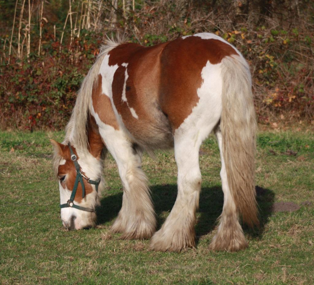 Irish Cob / tinker ruinen en merries, Dieren en Toebehoren, Meerdere dieren